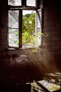 green-leafed plant on opened window in old unkept house, representing the past