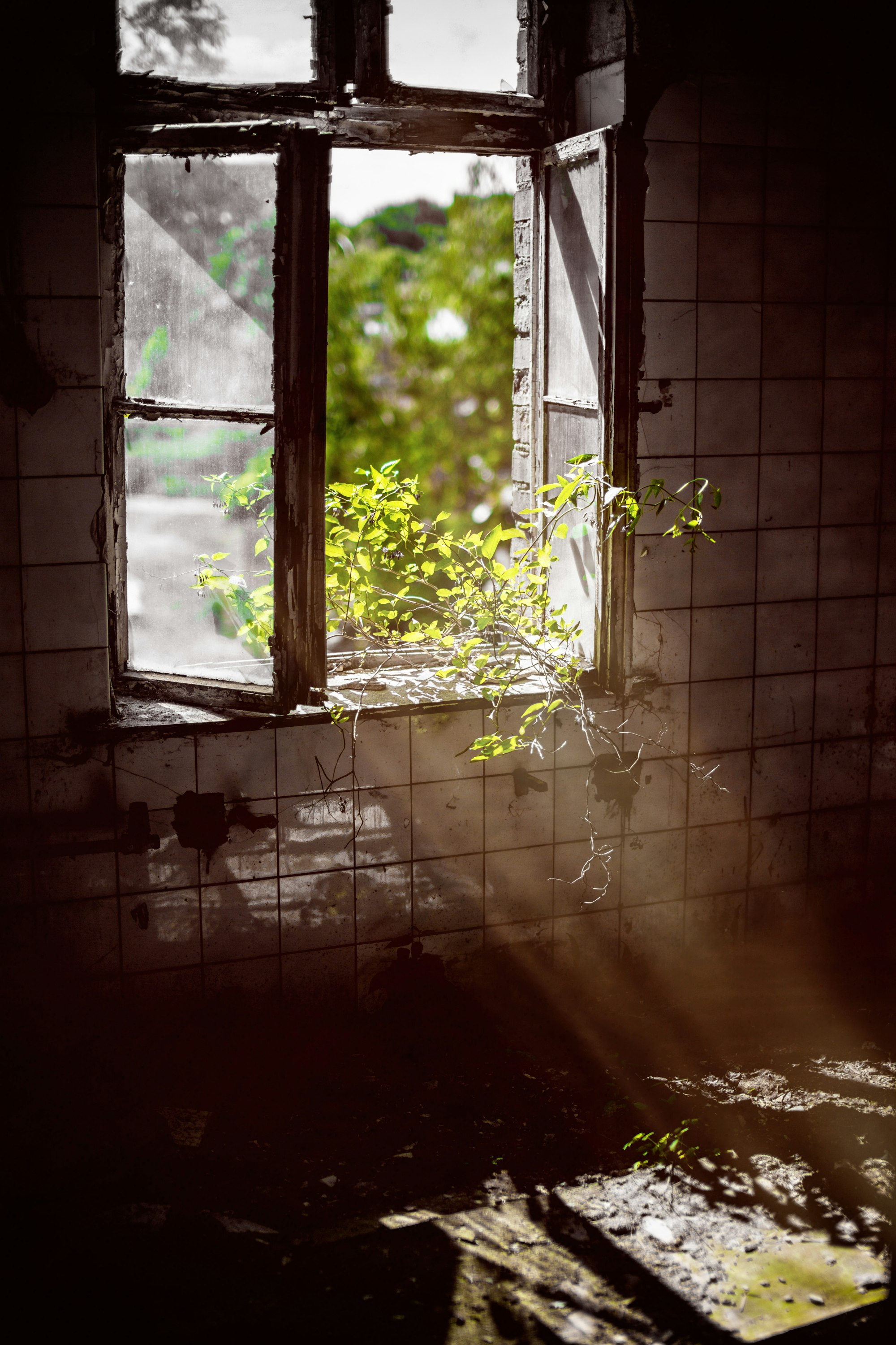 A old opened window with plant on it