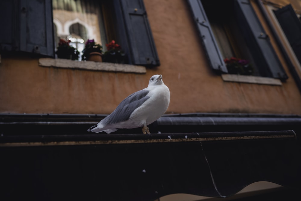 white and gray bird pearching near black wooden door window