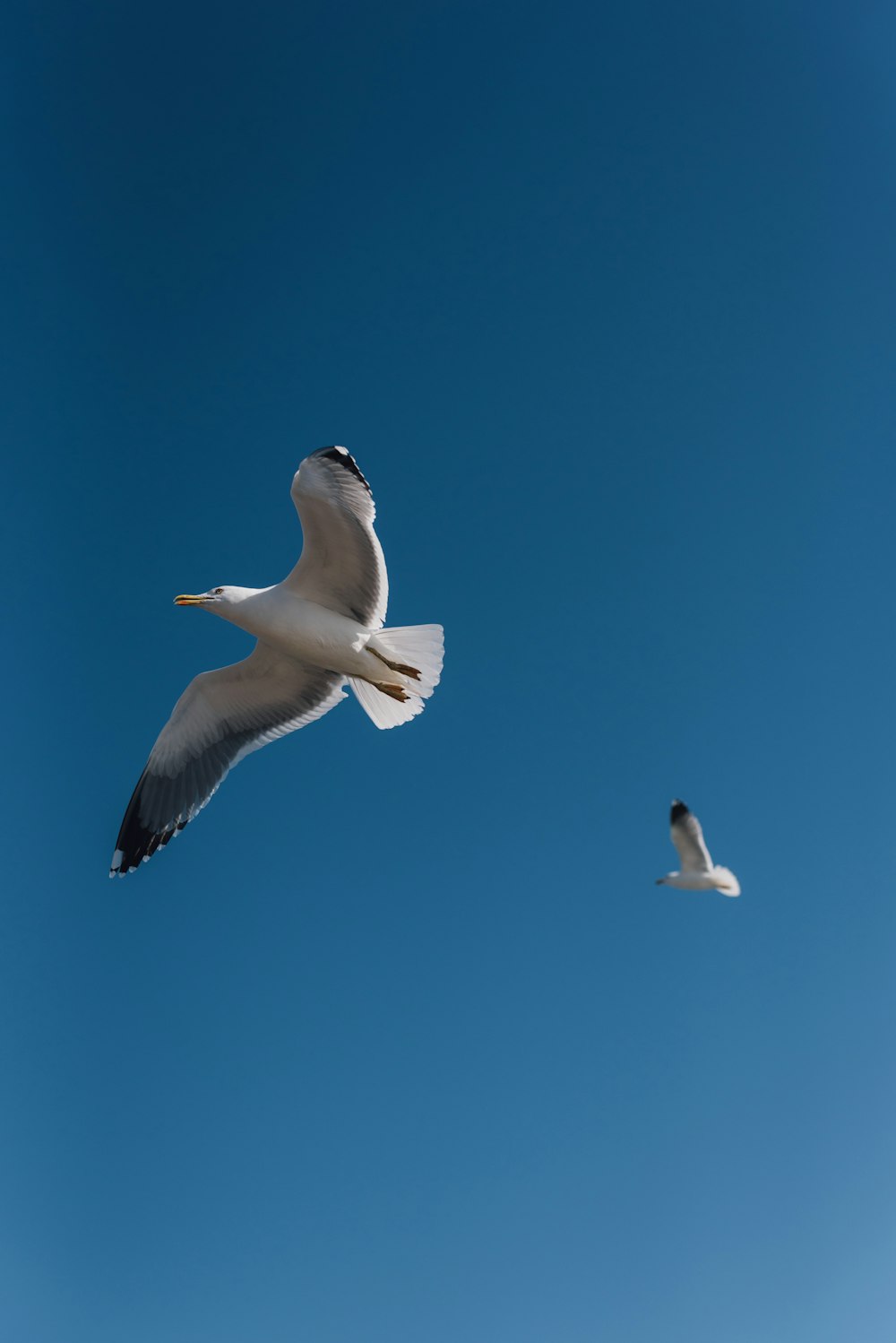 two white seagull flying in air during daytim