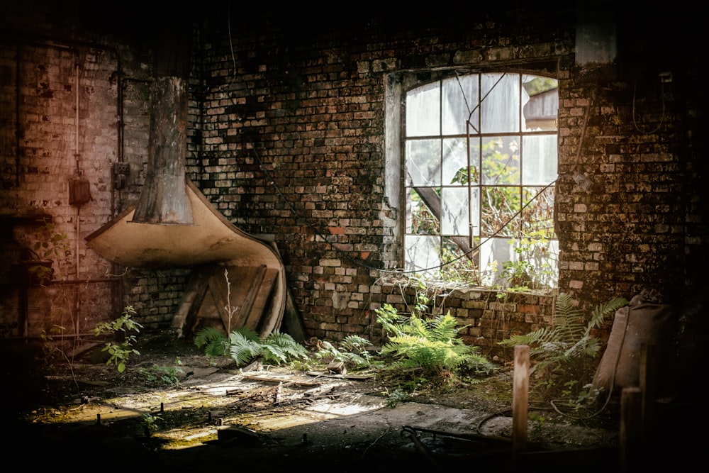 abandon house and green-leafed plants