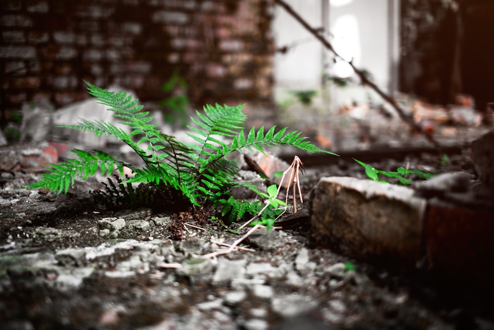 selective focus photography of fern plant