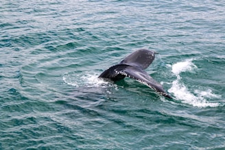 A close-up of a majestic whale tail splashing in the turquoise waters of Punta Cana.