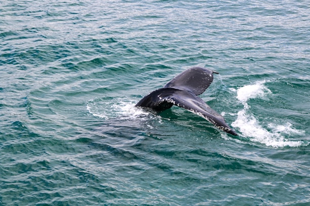 A close-up of a majestic whale tail splashing in the turquoise waters of Punta Cana.