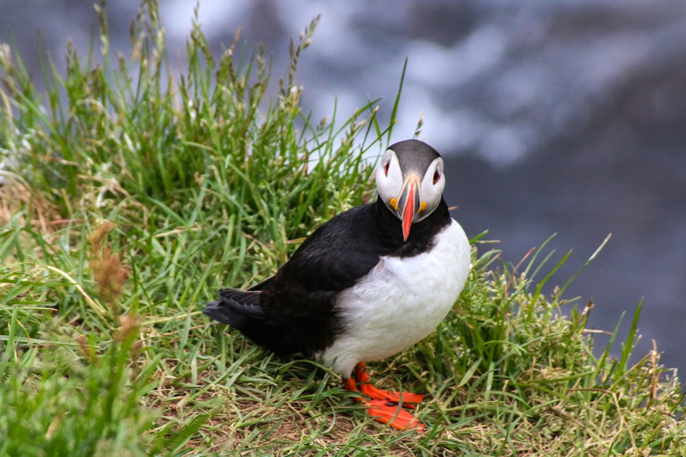 セレクティブフォーカス撮影の緑の芝生の上の黒と白の鳥