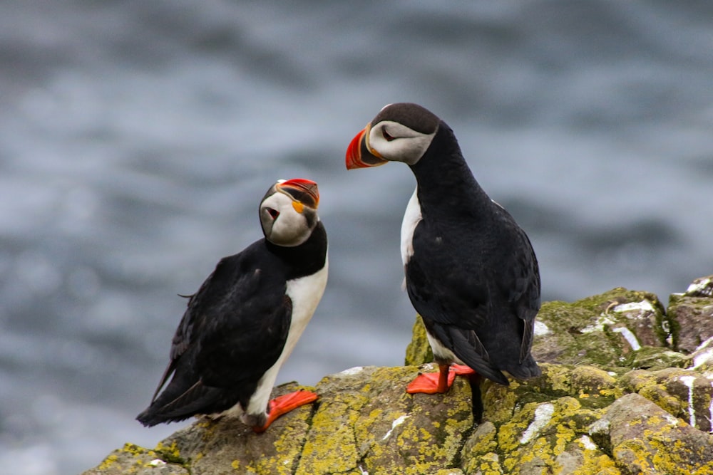 selective focus photography of two Atlantic puffins