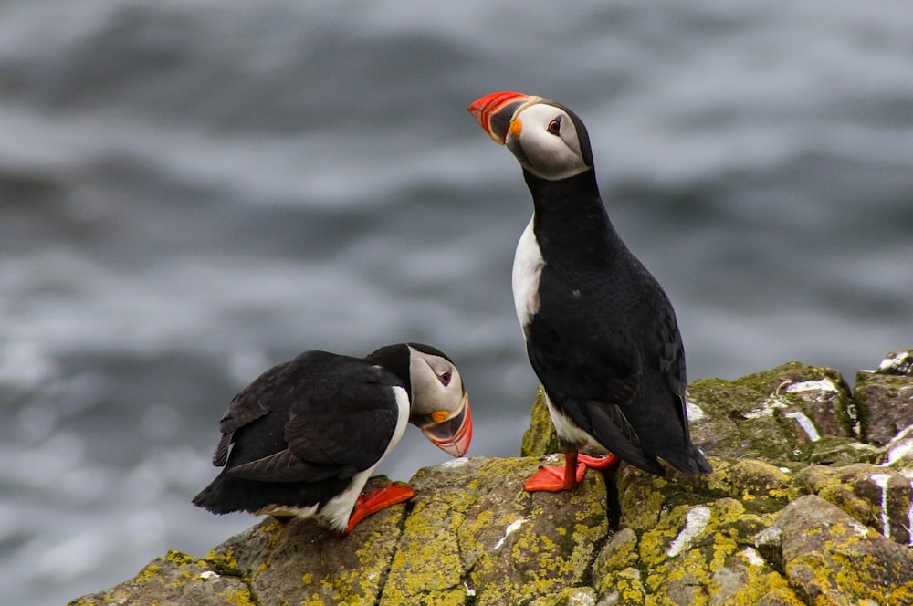 selective focus photography of two Atlantic puffins
