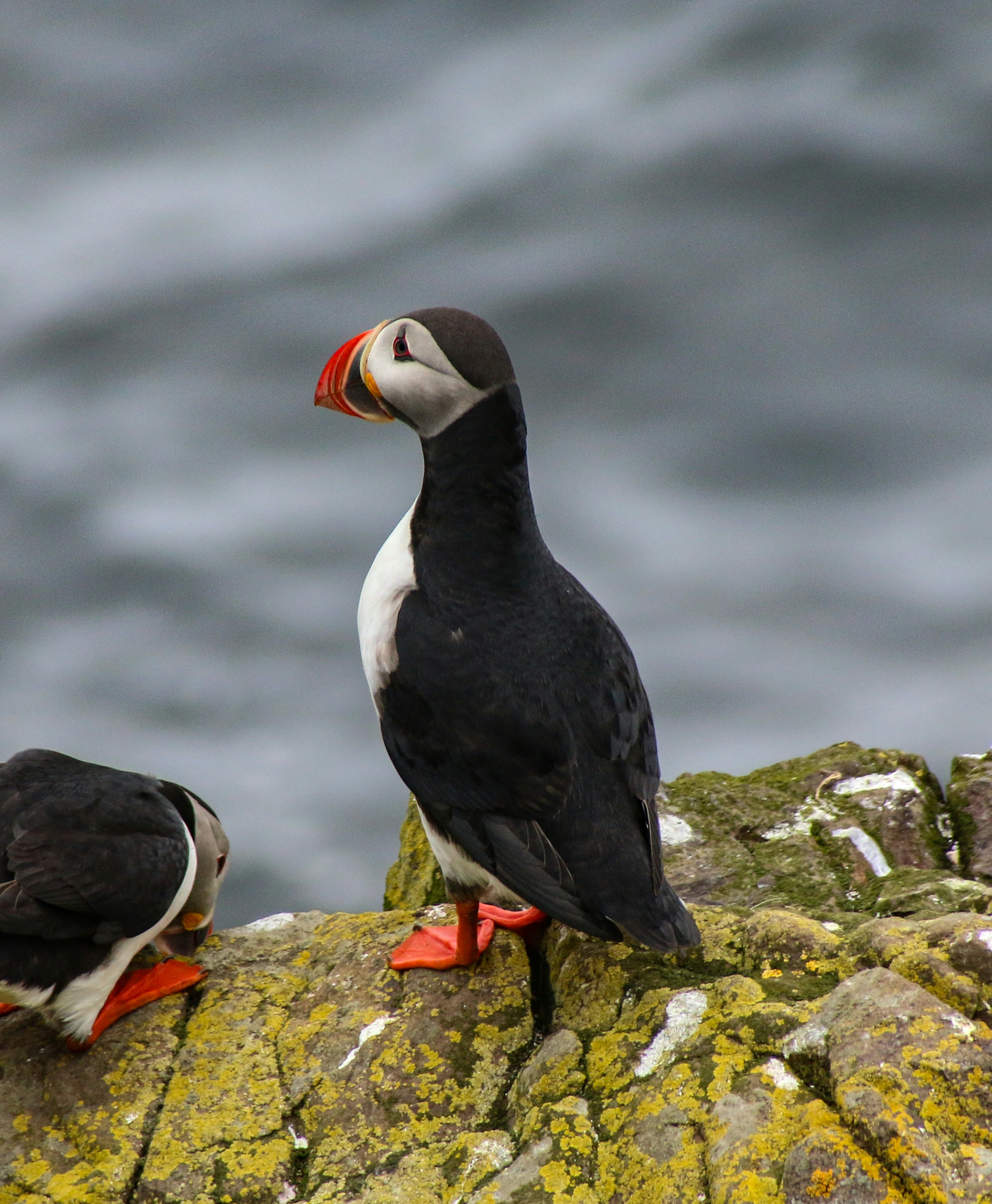 white and black puffin bird selective focus photography