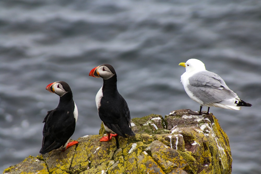 white seagull and two puffin birds perching on rock near body of water during daytime
