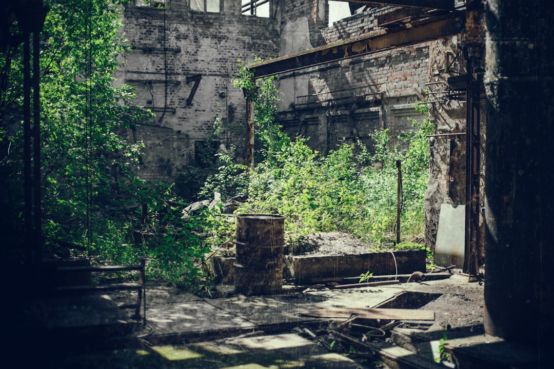 green-leafed plant, Destroyed and overgrown room