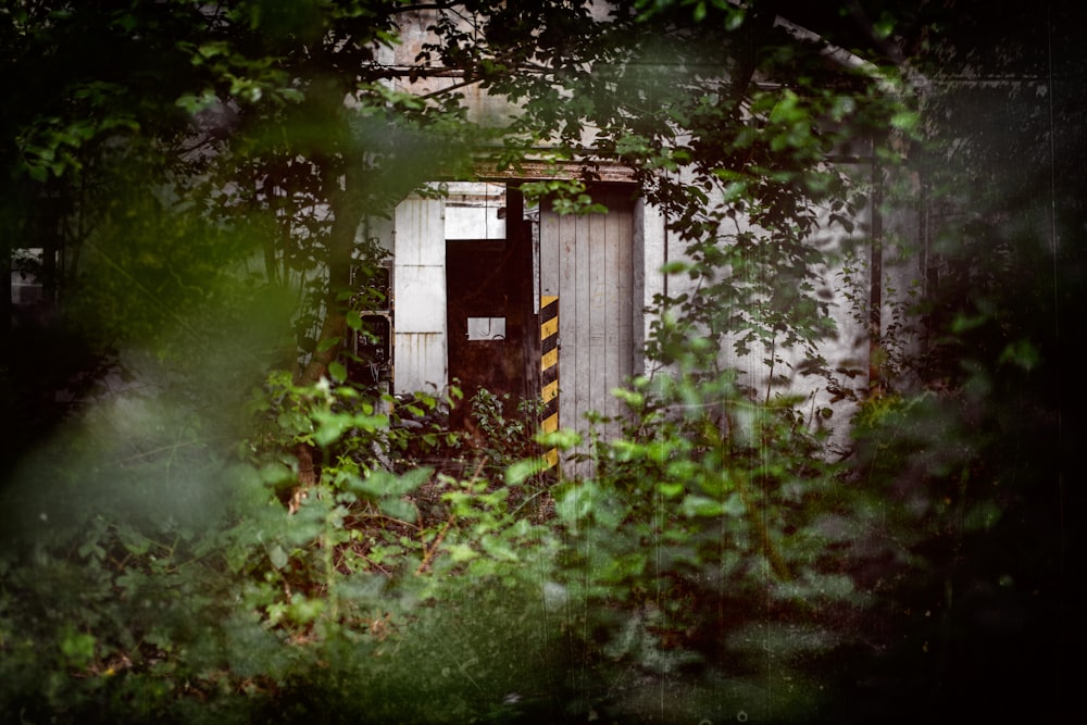 selective focus photography of trees in front of building