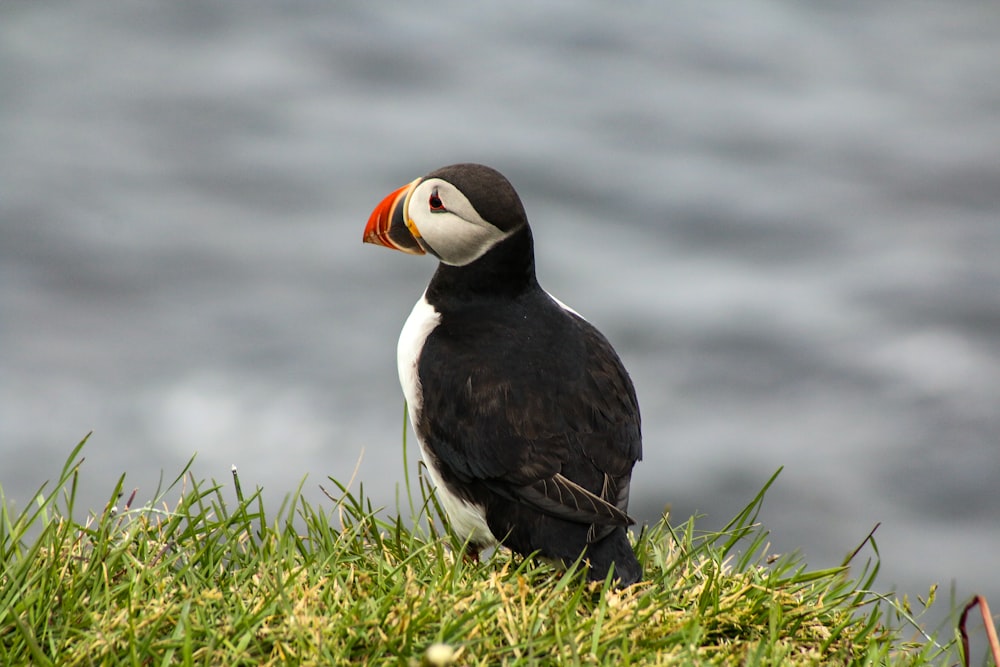 selective-focus photography of bird