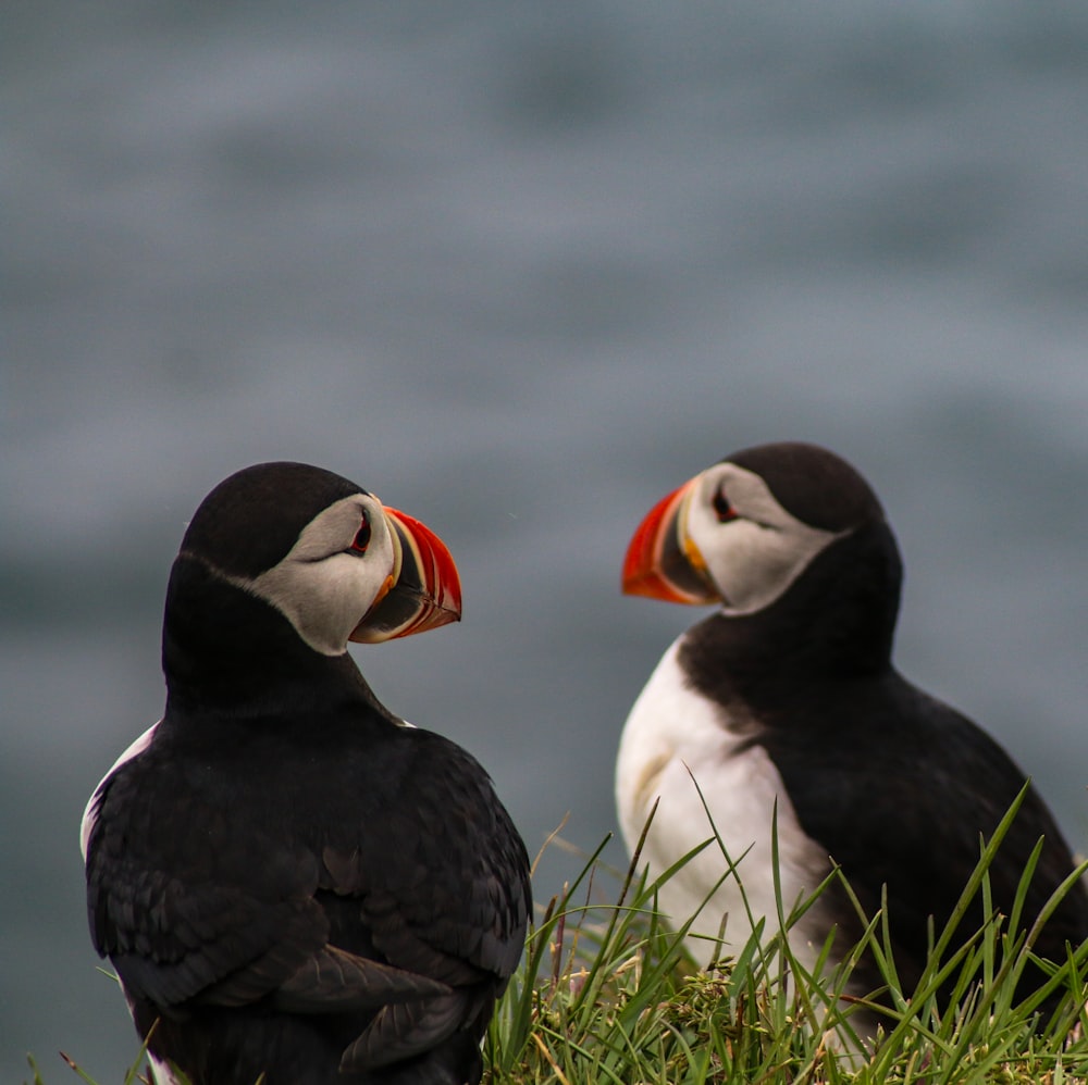 two atlantic puffins sitting on grass field