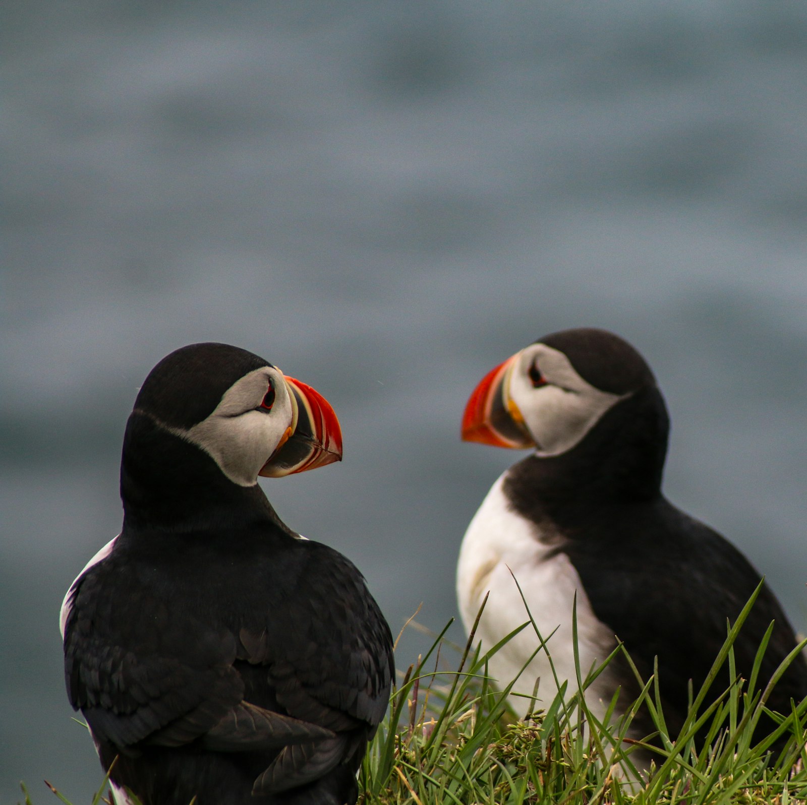 Tamron AF 28-300mm F3.5-6.3 XR Di LD Aspherical (IF) Macro sample photo. Two atlantic puffins sitting photography