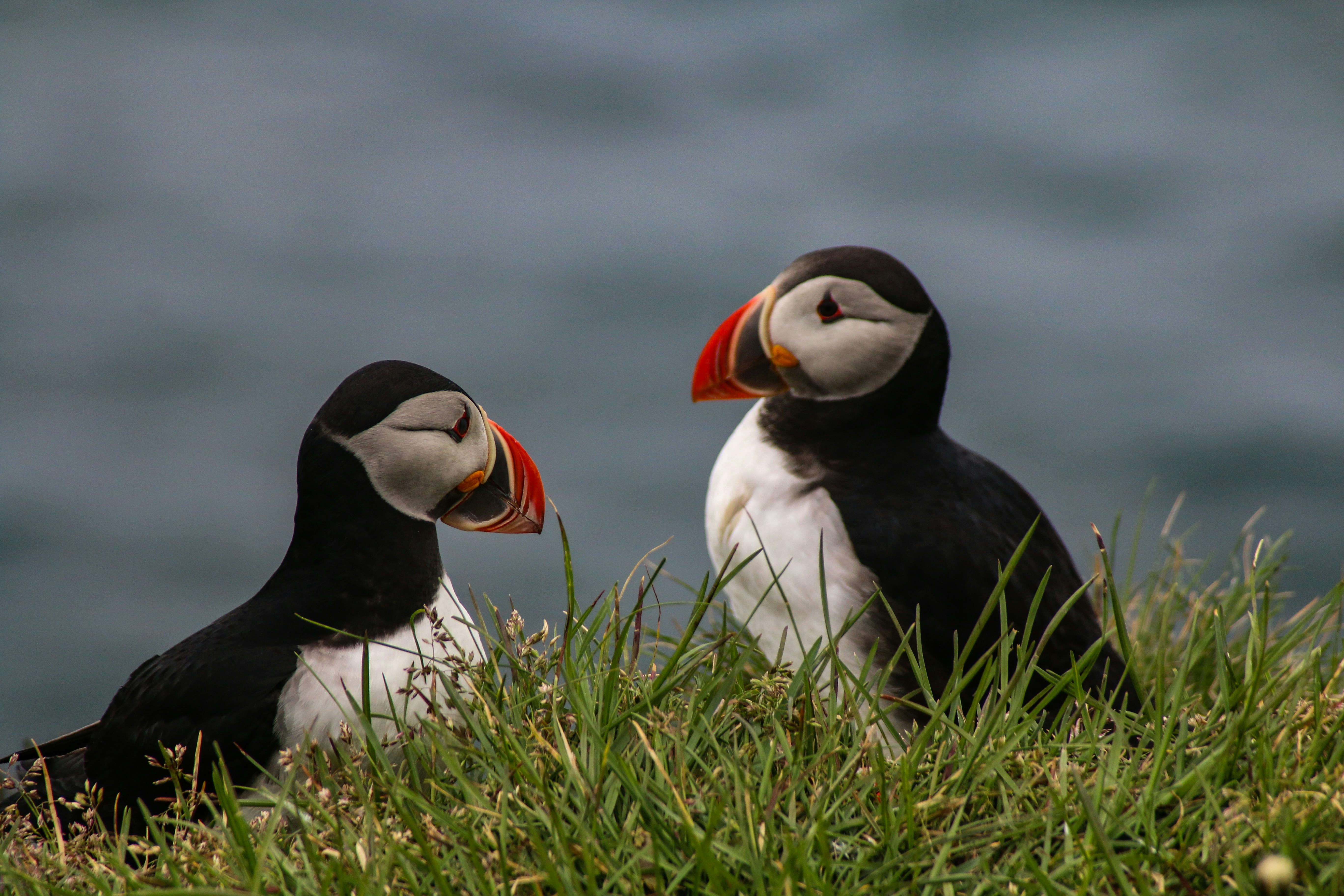 Two puffins sitting in grass in front of water, facing each other. 
