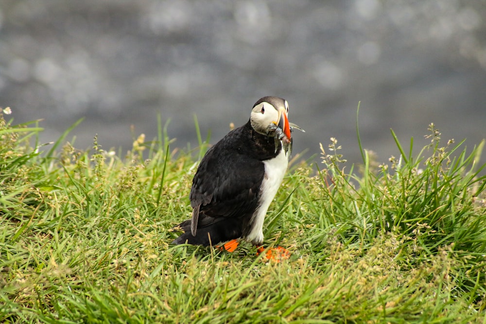 black and white bird on green grass