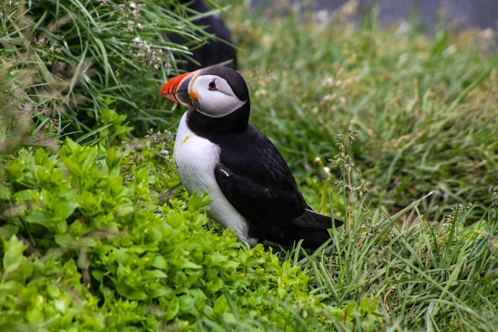 black and white bird on green grass field