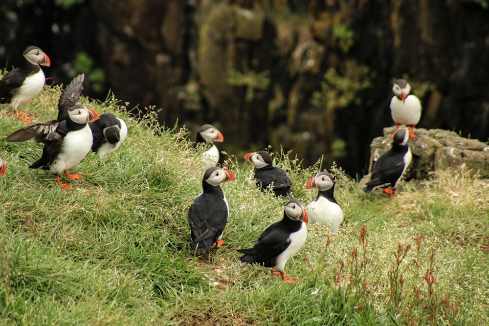 flock of Atlantic puffins on green grass field