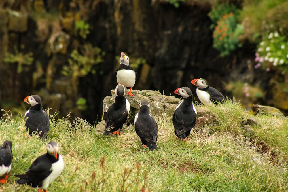 flock of puffins on grass