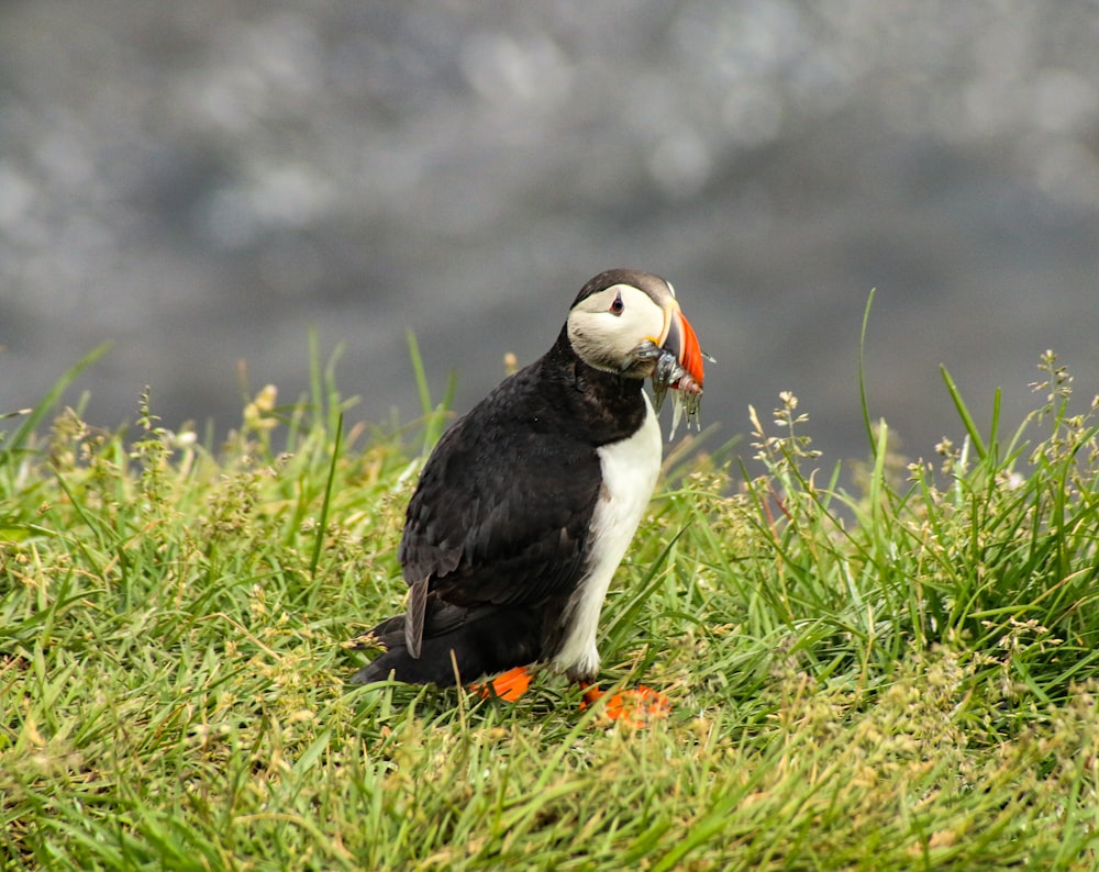 white and black bird standing on green grass