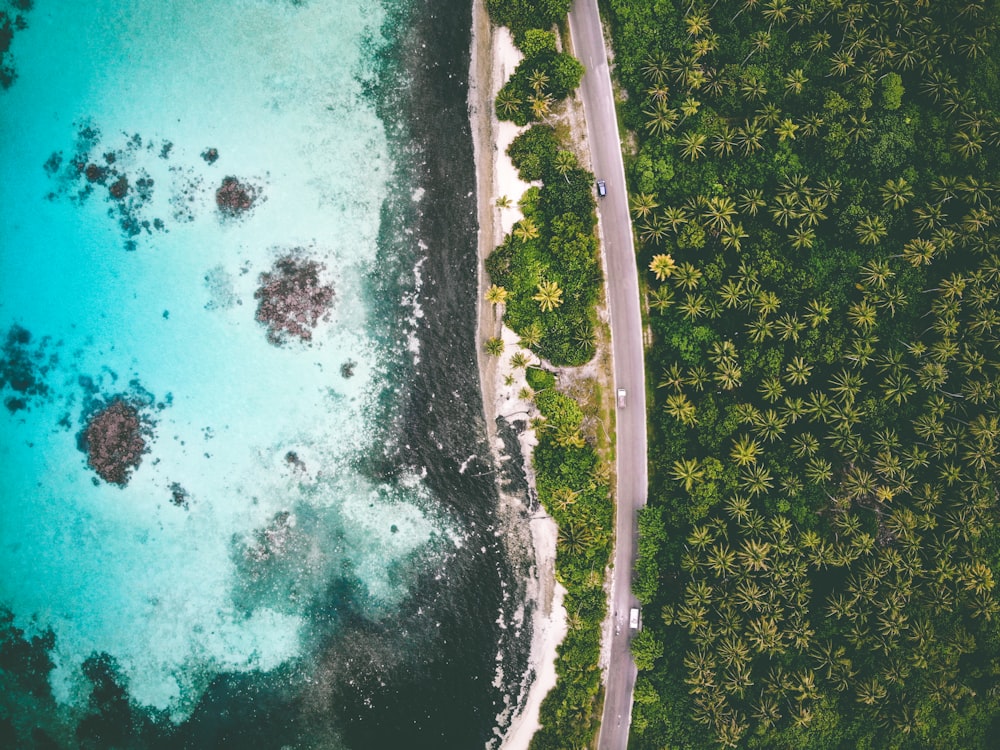 top-view photography of beach near jungle