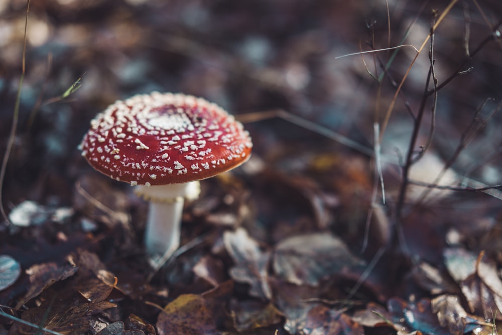 red and white mushroom during daytime close-up photography