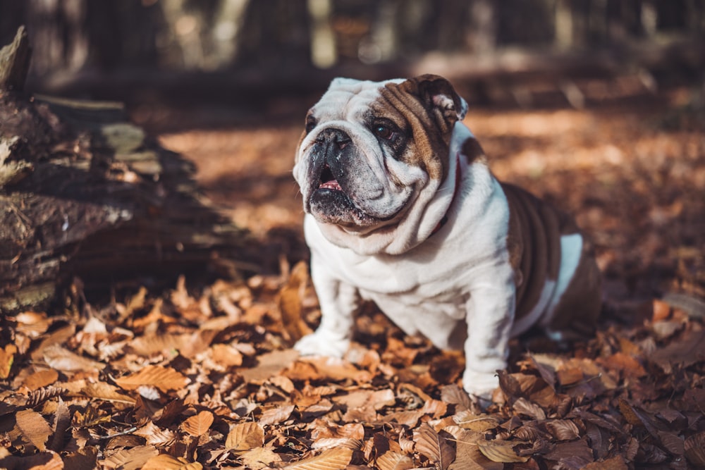 Fotografía de enfoque selectivo de perro blanco y marrón de pelo corto sobre hojas marrones caídas durante el día
