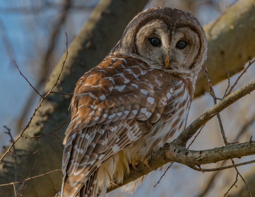 owl perched on tree branch