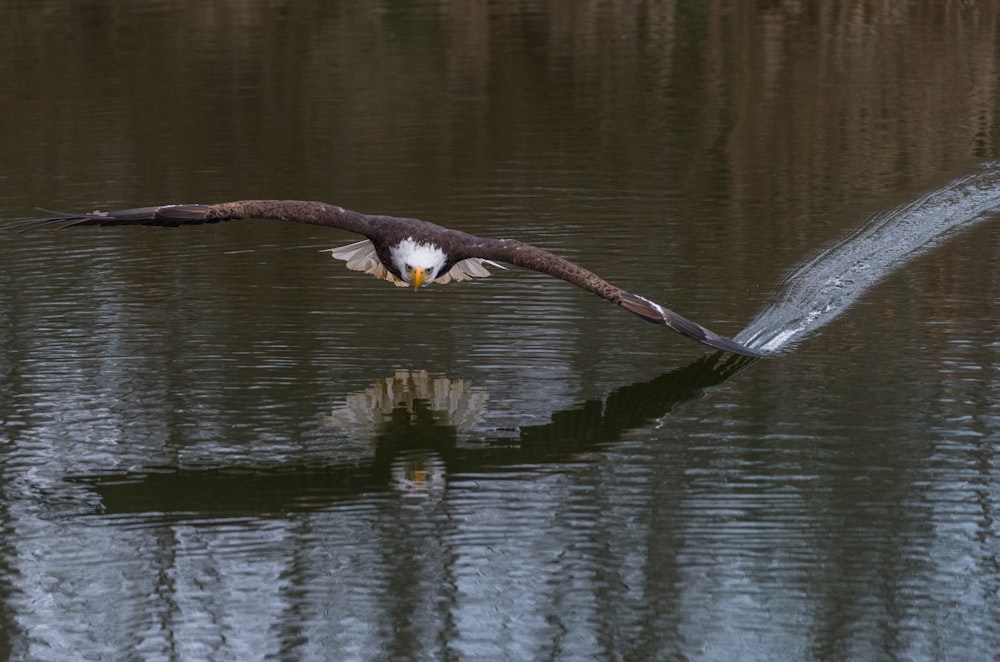 Adler berührt Wasser mit seinen Flügeln