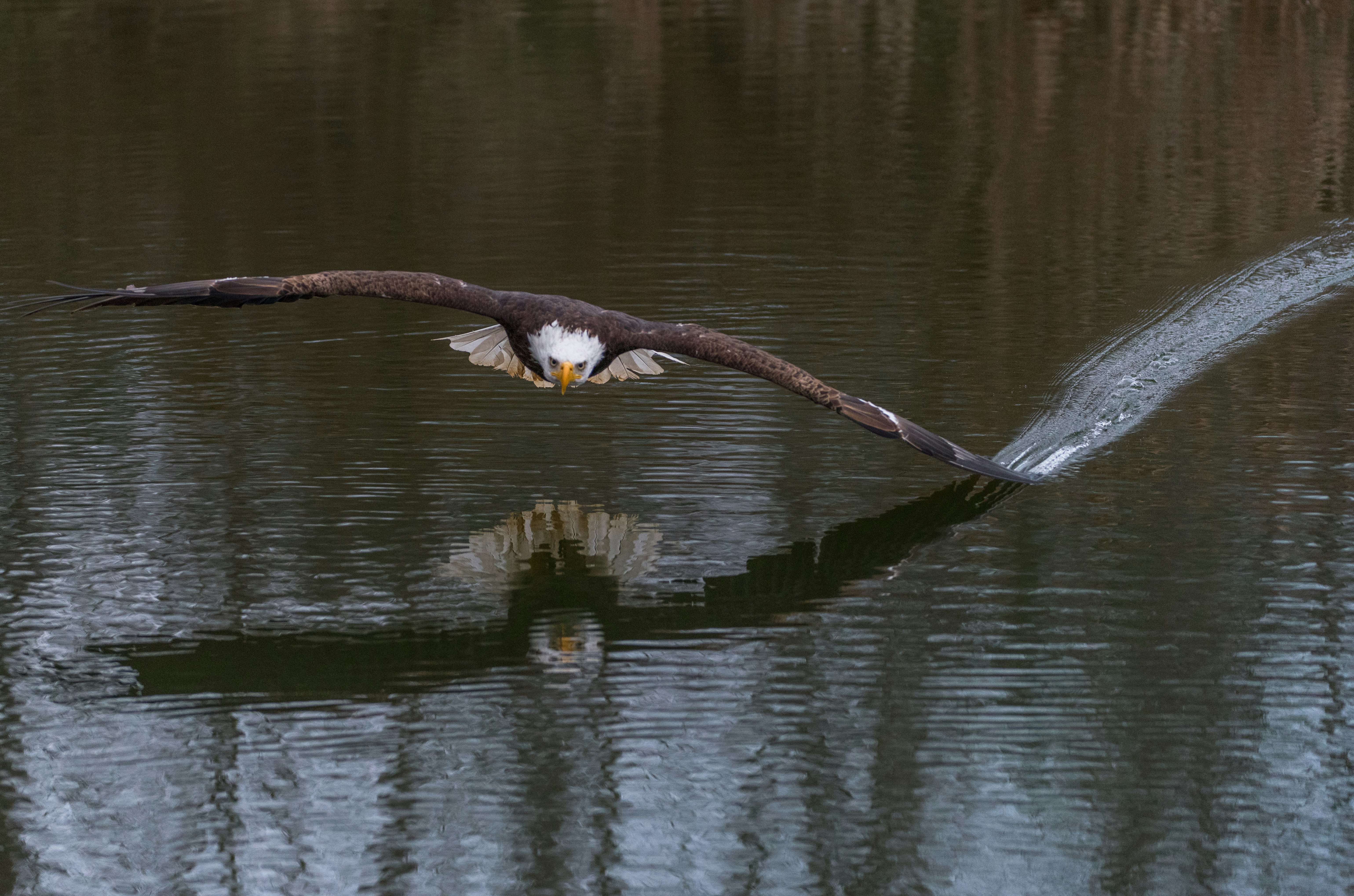 eagle touchinh water with its wings
