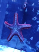 A red starfish is prominently displayed against a dark blue aquarium backdrop, surrounded by various small fish swimming in the background.