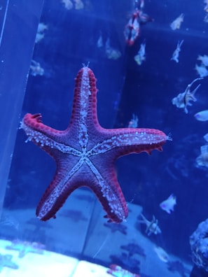 A red starfish is prominently displayed against a dark blue aquarium backdrop, surrounded by various small fish swimming in the background.