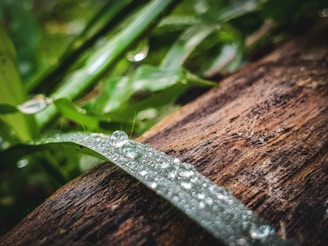 Close-up of a predator call resting on weathered wood, with morning dew drops visible.