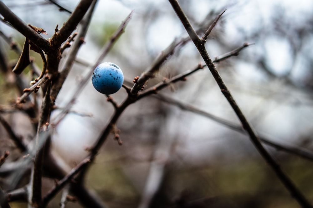 selective-focus photography of blue fruit