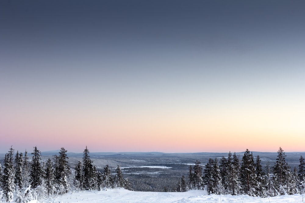 Fotografia com vista panorâmica da floresta coberta de neve