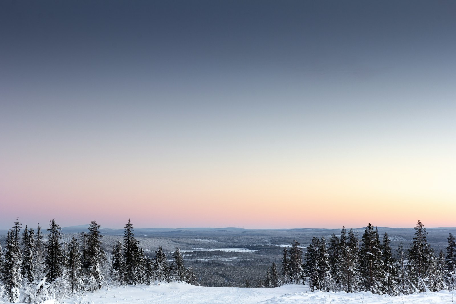 Snowy forest in winter