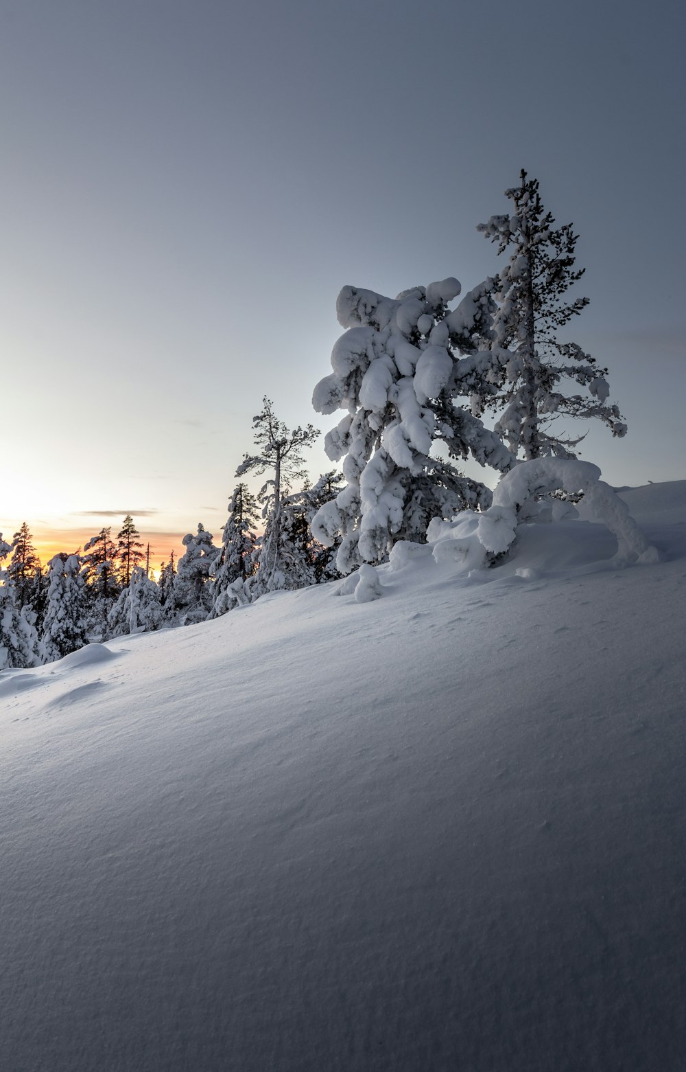 Schneebedeckte Bäume während der goldenen Stunde