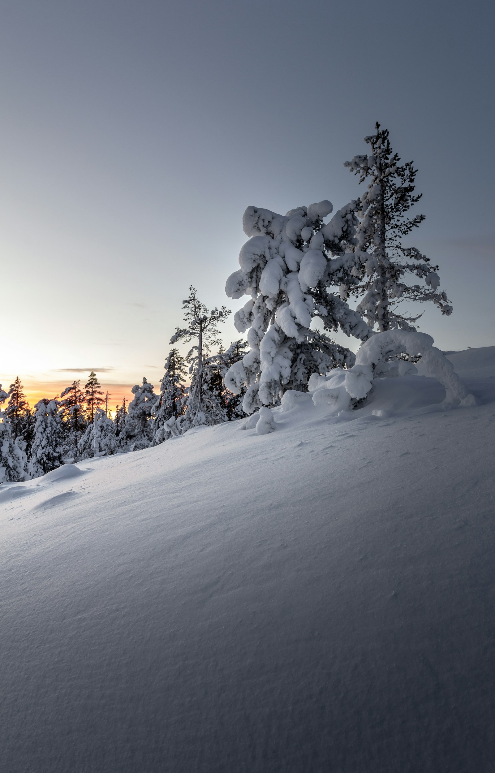 Canon EOS 60D + Canon EF 16-35mm F4L IS USM sample photo. Snow covered trees during photography