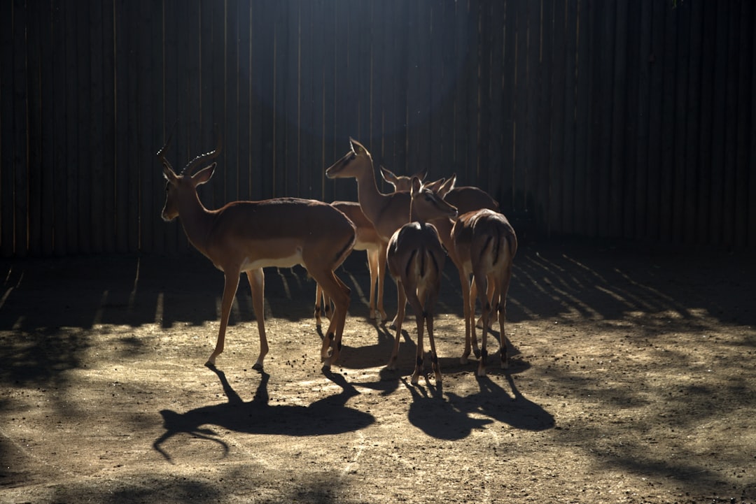 brown deer,