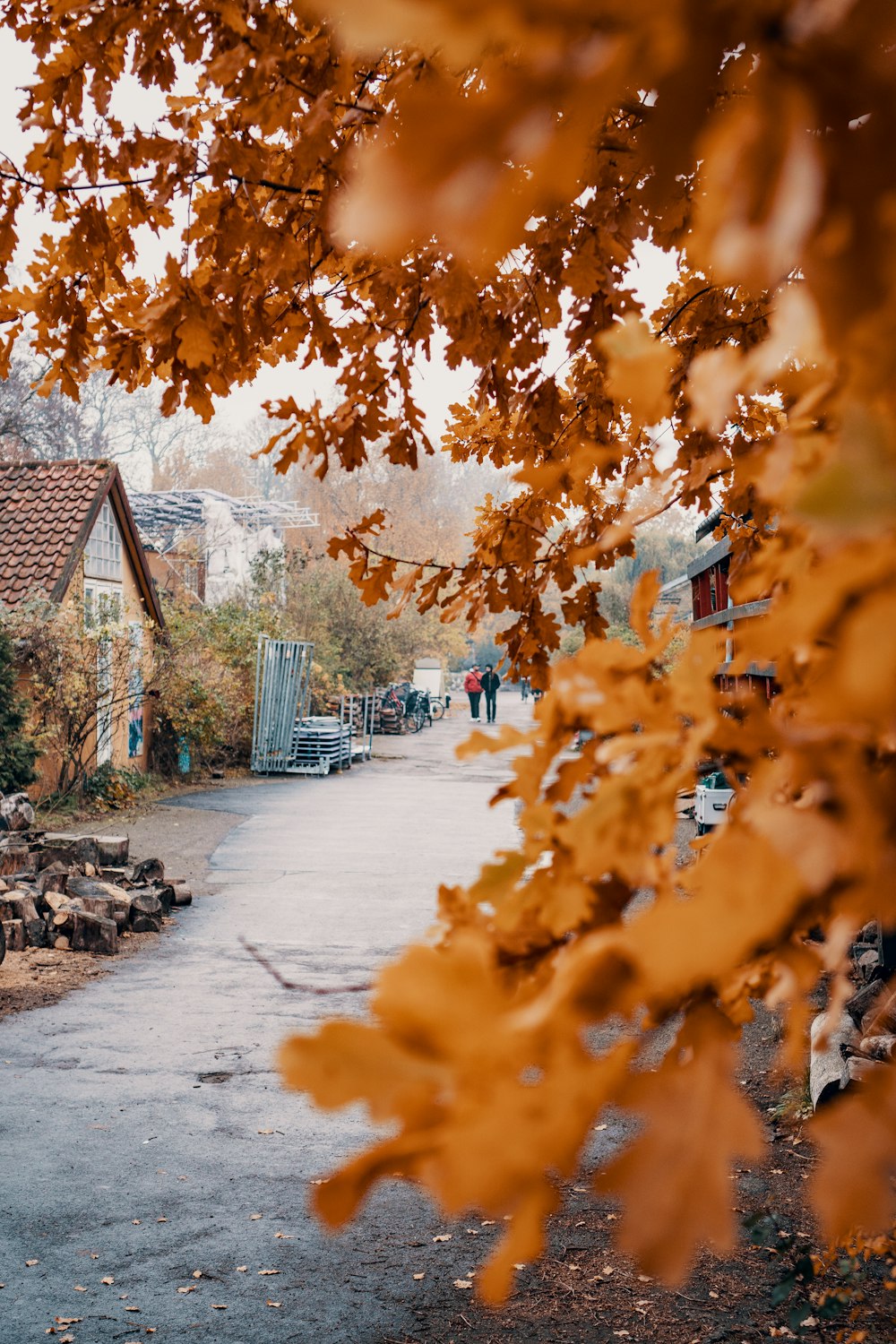 streets beside houses and trees