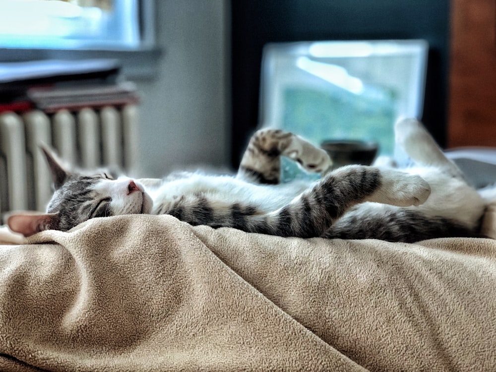 gray tabby cat on beige towel