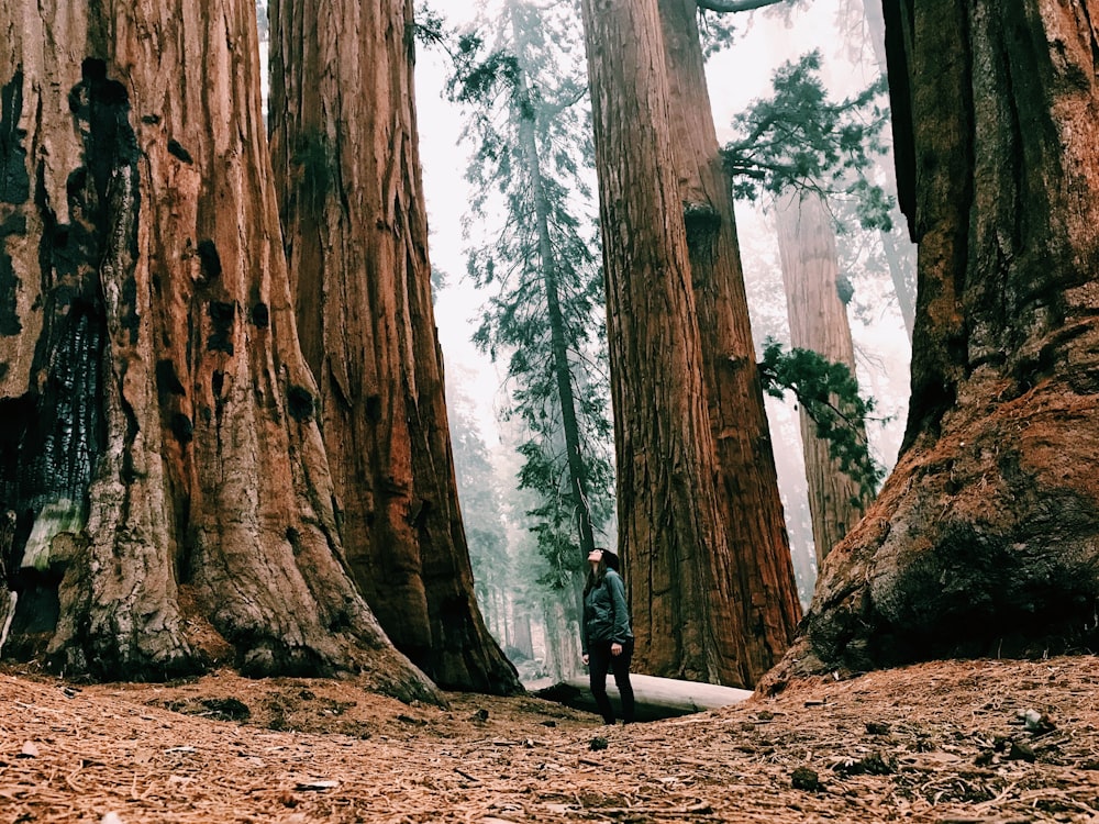 person standing in the woods