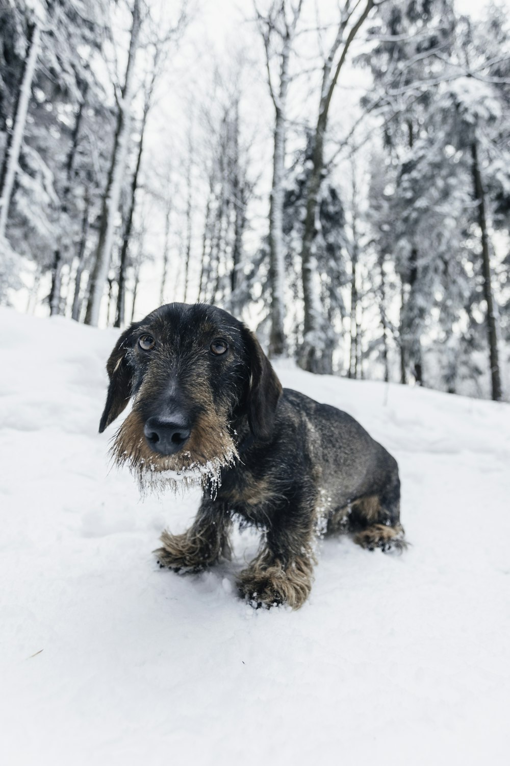 short-coated black dog on snow