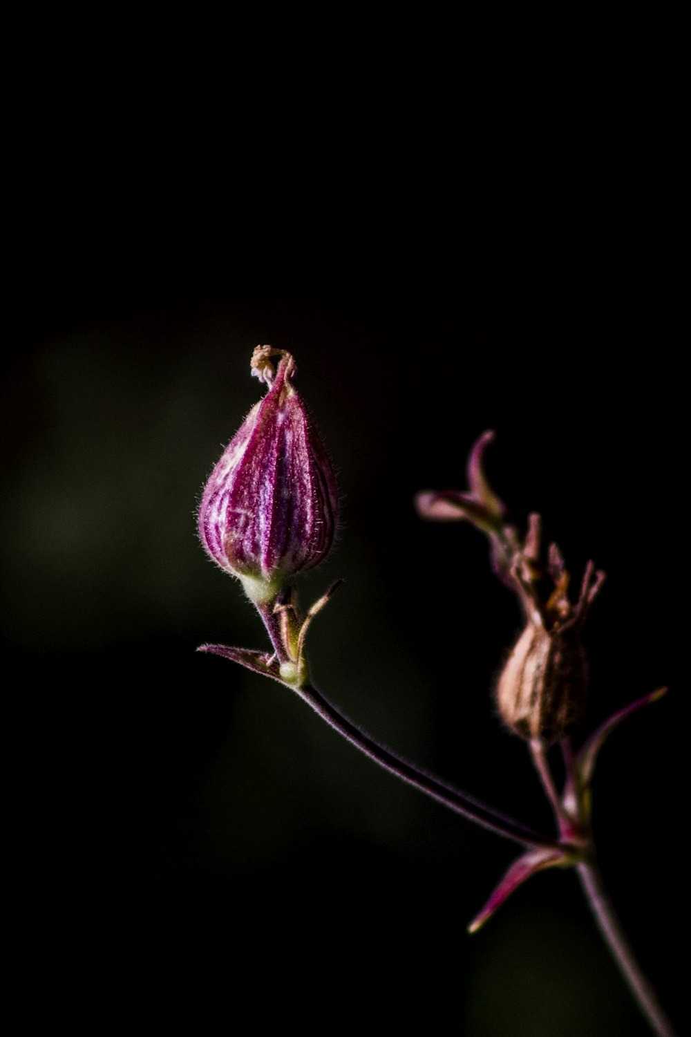 pink flower buds