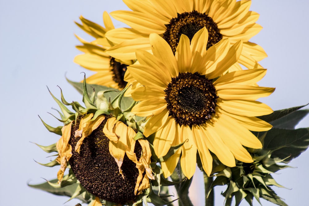 sunflowers on teal background