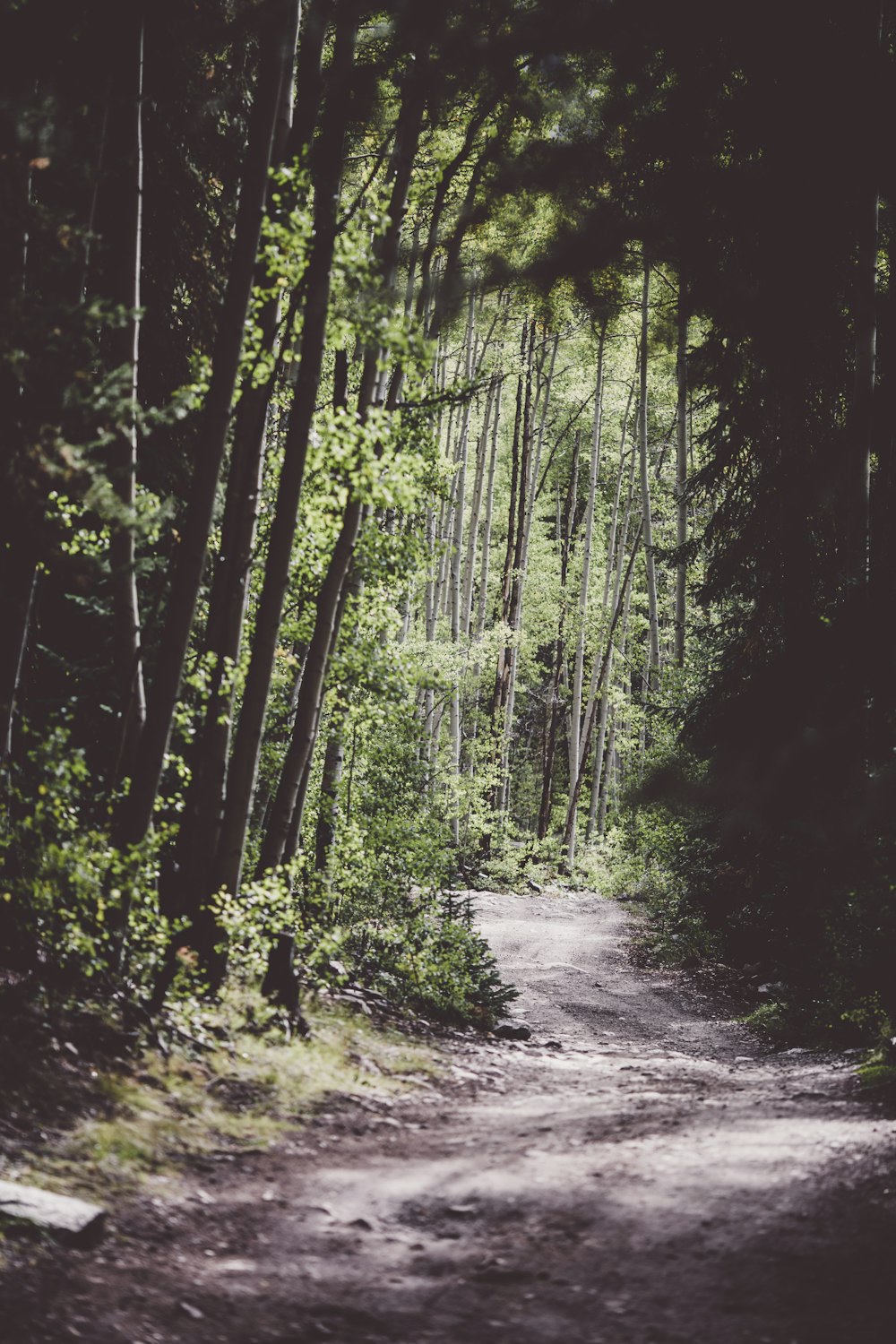 gray walkway at middle of forest