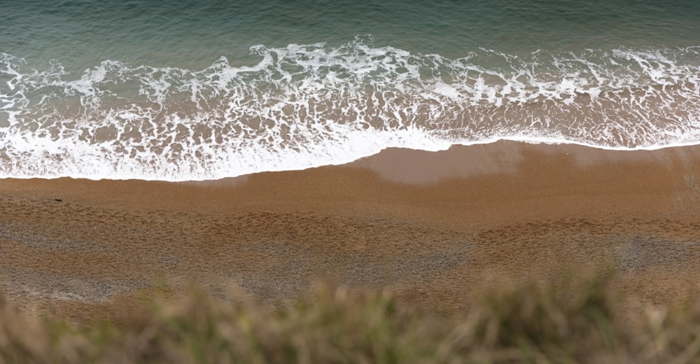 brown seashore