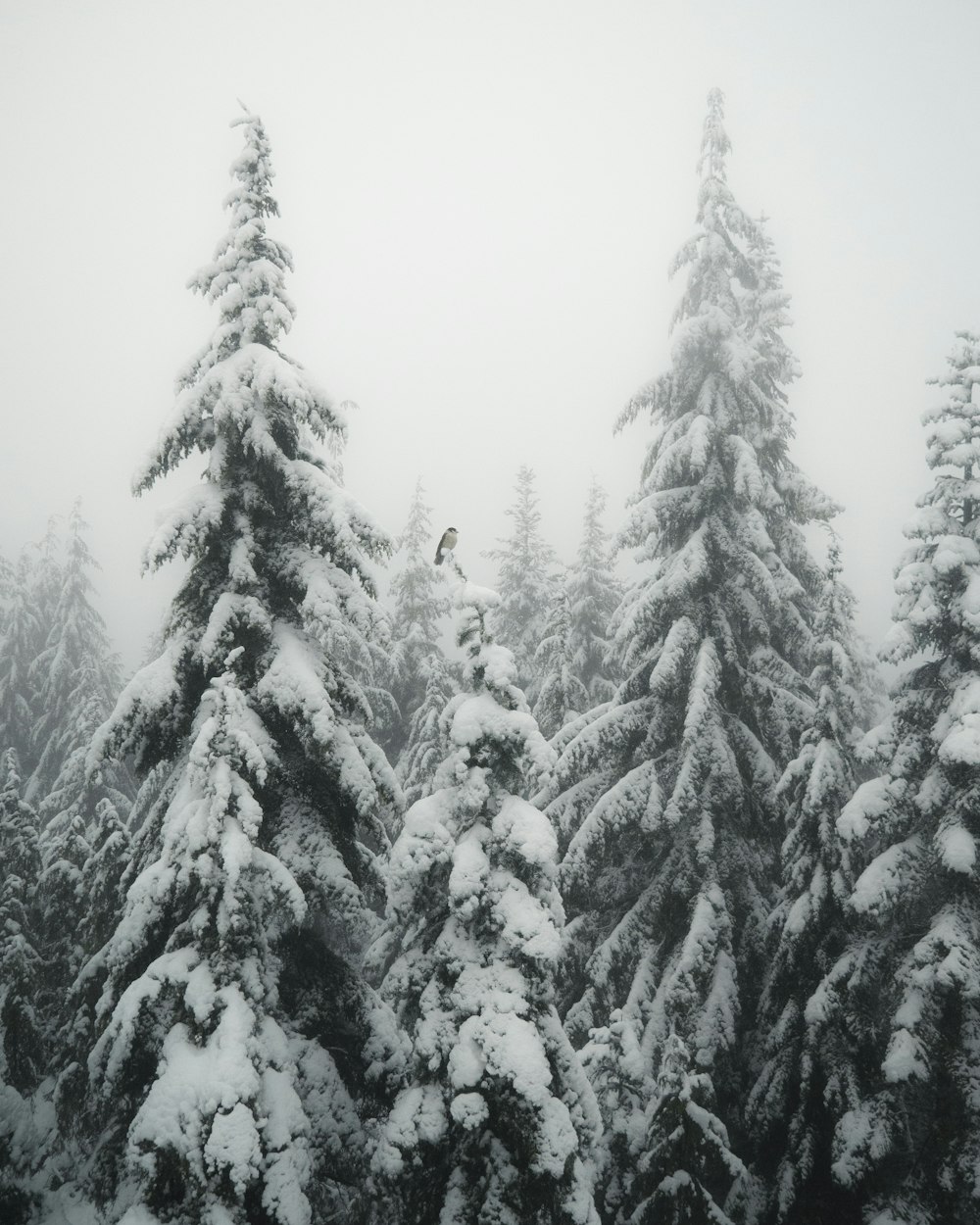 Schneebedeckte Stecknadelbäume