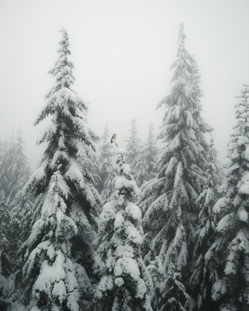 snow coated pin trees