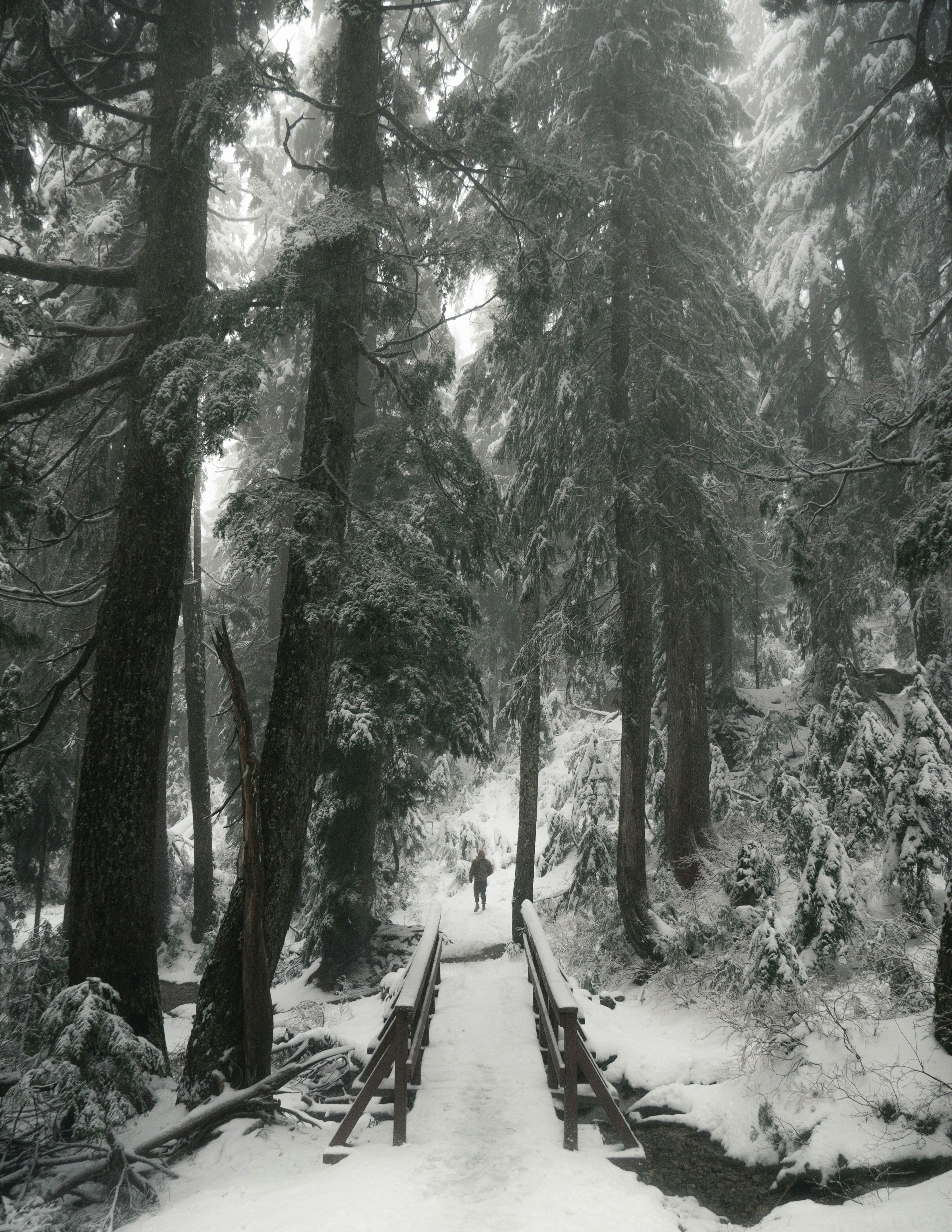 A hiker crosses a snowy bridge into tall firs on the trail to Dog Mountain in Mount Seymour Provincial Park.